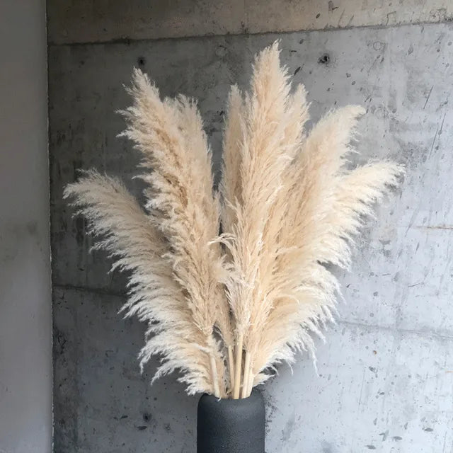 BohoBliss - Herbe Pampas Séchée