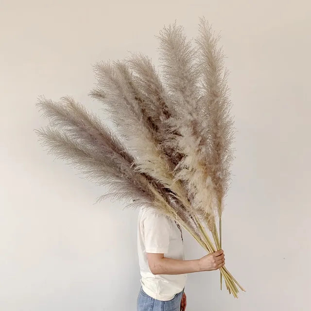 BohoBliss - Herbe Pampas Séchée